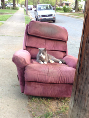 Neighborhood cat on discarded recliner
